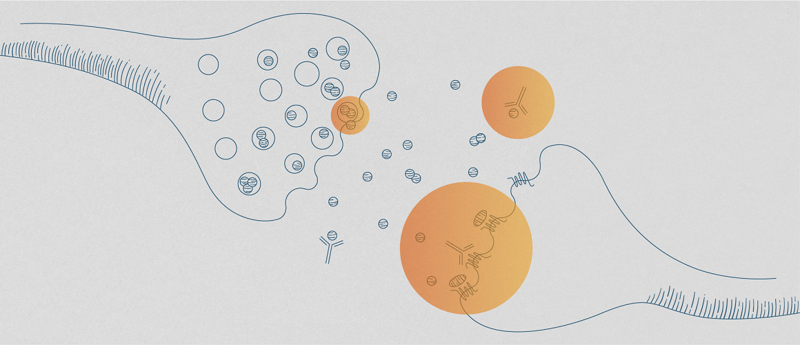 Illustration of CGRP being released by nerve endings and being targeted by CGRP inhibitors which is emphasized with orange circles.